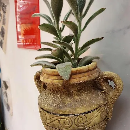 Alojamento de Acomodação e Pequeno-almoço Cappotto Civico 48